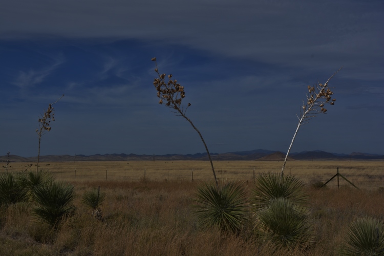 desert scenery